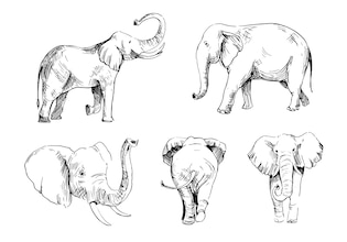 Elephant drawings