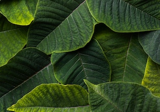 green leaf background