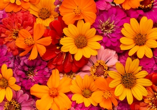 flower backgrounds