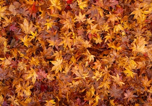 fall leaves backgrounds